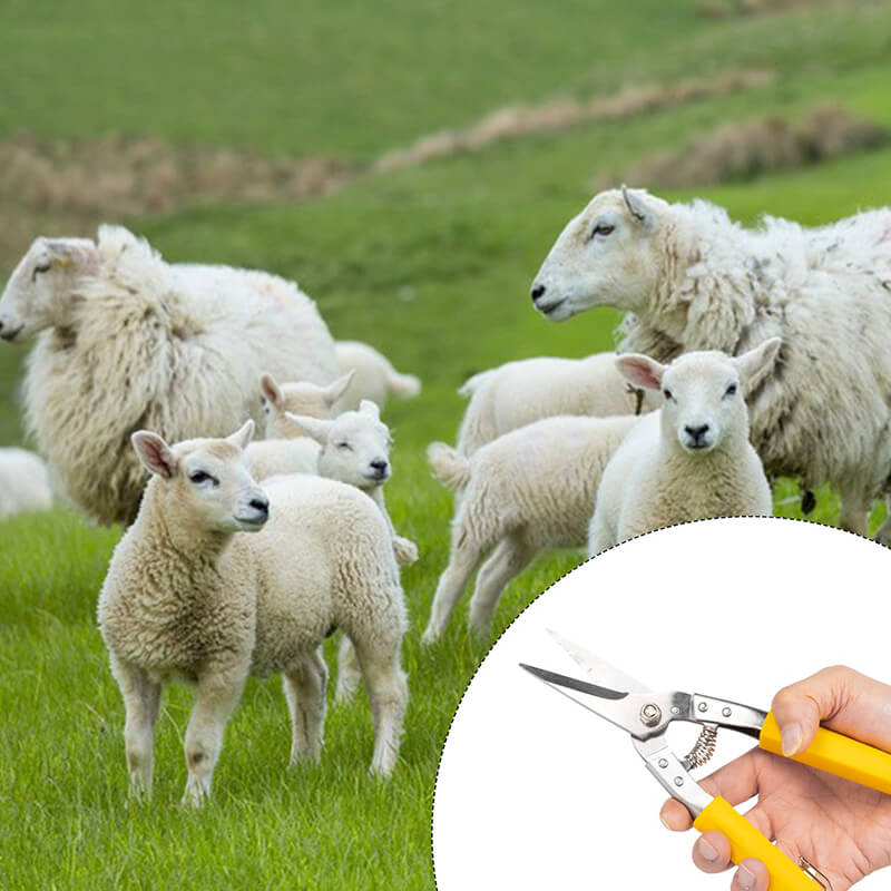Multifunctional Stainless Steel Wire Scissors