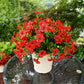 🔥HOT SALE - 49% OFF🔥🔥Outdoor Plants - Artificial Flowers