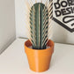 3D Simulation Cactus Bonsai Toothpick Holder