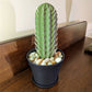 3D Simulation Cactus Bonsai Toothpick Holder