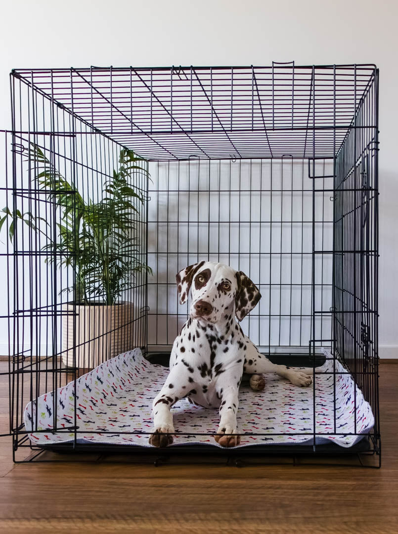 🐶😸Premium Reusable Super Absorbent PuppyPad🐾 (Kitten & Other Pets)