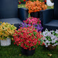 🔥HOT SALE - 49% OFF🔥🔥Outdoor Plants - Artificial Flowers