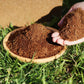 🎁Hot Sale 49% OFF⏳Organic Coconut Coir for Plants